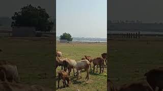 Sheep farming Telangana #Raitunaturalvlog #sheep