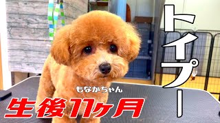 【ぬいぐるみ感の強いテディベア】生後11ヶ月のトイプー・もなかちゃん！#toypoodle #トイプードル #犬 #トリミング