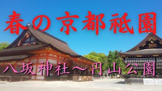 【2022春の京都】八坂神社～円山公園【祇園枝垂桜】