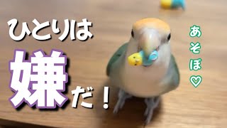 【仕方ないなぁ】ひとり遊びができない、かまってちゃんすぎるインコ|コザクラインコ|lovebird|愛情鳥|シーグリーン