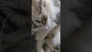 猫の鼻息の凄さがわかる動画#shorts