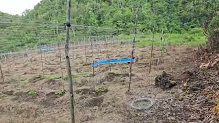 3 hectares affordable farm lot for sale at Balilihan Bohol Philippines 120/sqm