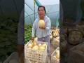 Natural cucumber harvesting from farmers with rural farming life #farming #2024 #cucumber