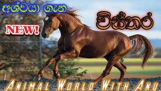 අශ්වය|Horse|ගැන විස්තර|Singhala