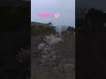 岡崎城のさくら🌸桜100選さくら全県制覇【うっきっき〜】 岡崎城 さくら