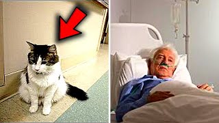 This Cat Can Predict People’s Deaths And Everyone Is Wondering How, Until...