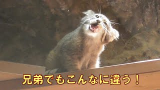 【驚き】マヌルネコの赤ちゃん兄弟でも食べ方がこんなにも違う！giantpanda @tokyo 上野動物園