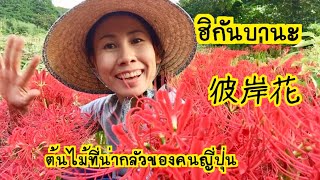 ฮิกันบานะ ดอกไม้ที่มาพร้อมฤดูใบไม้ร่วง Red spider lily