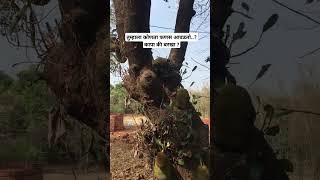 तुम्हाला कोणता फणस आवडतो..? कापा की बरखा ? #kokan #shorts #shortfeed #youtubeshorts #kokanvlog