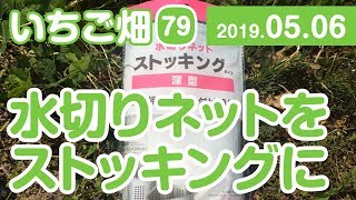 いちご畑【79】水切りネットをストッキング深型に変更