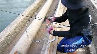 ฤดูกาลตกปลาเบี้ยวแม่น้ำโขงนครพนม Fishing in mekong river , nakhon phanom thailand