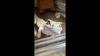 爬虫類雑談メンテするぜ🦎#pets #reptiles #爬虫類 #レオパードゲッコー