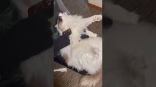 ブラッシングが気持ちいい猫#shorts #ラグドール #ragdollcat #cat #猫 #ねこ #猫動画