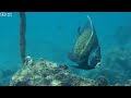 new 4hrs stunning 4k underwater wonders relaxing music coral reefs fish colorful sea life 61