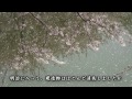 【hd】山形県　霞城公園の桜 （山形城跡） がんばれ東北！