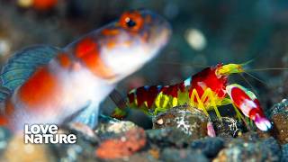 Better Together: Snapping Shrimp and Goby Fish Team Up | Alien Abyss 102