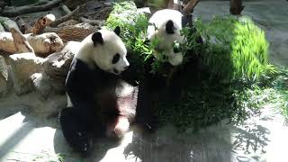 20220923 圓圓圓寶勤吃竹 祝願團團早康復(早餐) Giant Panda Yuan Yuan \u0026 Yuan Bao