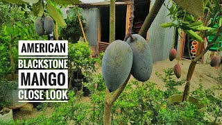 ব্লাকস্টোন আম দেখতে কেমন? || American Blackstone Mango || Farmers Plant