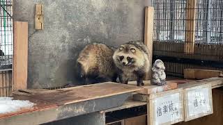 【おびひろ動物園】えぞたぬ担当のたぬきトークその5