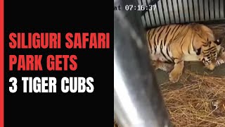 Watch: Siliguri Safari Park Welcomes 3 Tiger Cubs