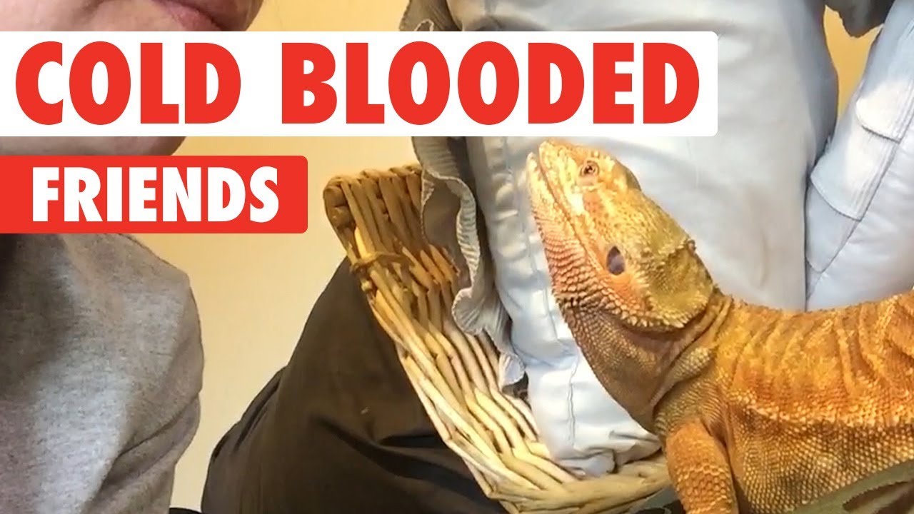 Cold Blooded Friends | Reptiles Compilation - YouTube