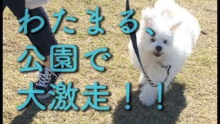 ビションフリーゼのわたまると公園で走る！かわいい子犬が公園で大激走して喜ぶ動画です