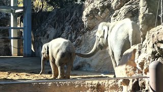 20221218 上野動物園　アジアゾウ①　控えめな砂遊びをするアルン　アルンを気にして戻ってくるウタイ　アルンの鳴き声　ゆらゆらスーリヤ