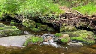 Relaxing Forest Stream Sounds for Stress Reduction🍁ASMR Water Sounds for Deep Sleep🍁White Noise ASMR