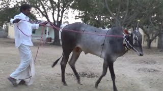 Young Hallikar Seed bull for Breeding !! Doddi cattle Fair !!