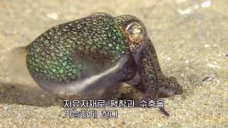 [NHK 다큐] 슈퍼 달팽이의 진화(두족류의 진화, 오징어 문어)