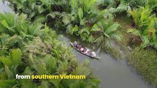 Manmade nipa palm forest adds protection to Hoi An