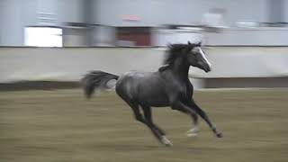 Alvesta Fflach - 13 months old - Wild Rose Show Liberty