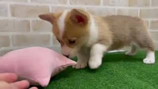 141815 コーギー　ペットショップ犬の家＆猫の里東海名和店