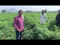 agroisia seeds chilly atlas contact 9963934488 farming agriculture farmer seeds pushpa2 tomato