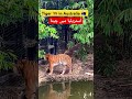 tiger 🐅 in australia 🇦🇺 آسٹریلیا میں چیتا