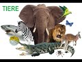 Animals in German | Learn German Vocabulary | Basic German | Tiere | Free German Lessons Online