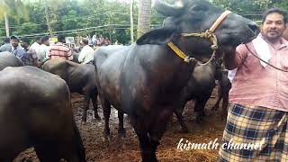 അരികൊമ്പൻ പെരുന്നാൾ ചന്തയിൽ. #kismathchannel #buffalo #buffalomarket #bigbuffalos.