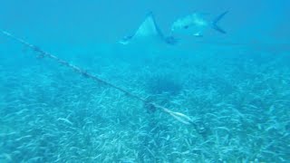 Belize under the sea