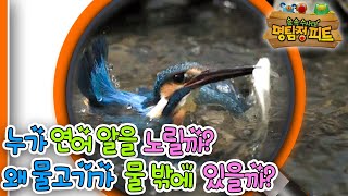 [EBS놀이터] 명탐정 피트1🔎｜누가 연어 알을 노릴까?｜왜 물고기가 물 밖에 있을까?｜숲 속 수사대｜동물｜식물｜곤충｜애니메이션