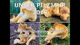 Unser Pilzjahr 2019 | Amethystschuppiger Pfifferling, Cantharellus amethysteus