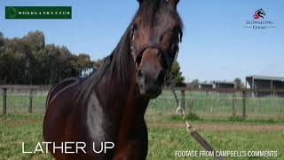 Woodlands Stud - Lather Up