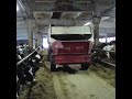 feeding cows