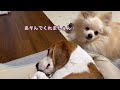 梅雨で元気ありあまる弟と眠い兄犬【ビーグルさつき＆ポメ梵天】