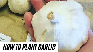 How to Plant Garlic | Never Buy Garlic Again | Zone 3-4 | Vlog 9