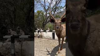 Animal Forest goat was spotted on the Tirumala ghat road #tirupati #tirumala