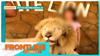 Pagmaltrato sa leon sa Baluarte Zoo, nasapul sa video | Frontline Sa Umaga