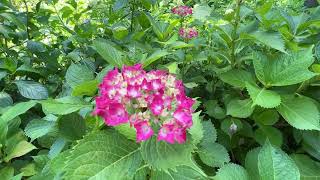 京都府宇治市 三室戸寺に紫陽花を見に行ってみた。