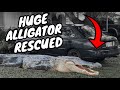 Alligator Found under a CAR!!