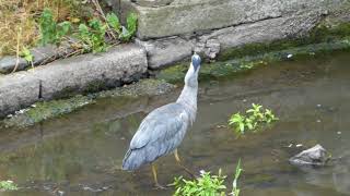 Seagulls Attacking And Mobbing Heron The Lade Perth Perthshire Scotland