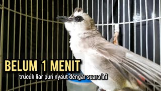 trucukan gacor ROPEL PANJANG buat pancingan trucukan agar bunyi JADIKAN burung trucuk gacor NYAUT